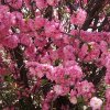 春暖花开的头像