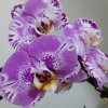 蜜嫂怡然的头像