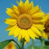 向日葵。的头像