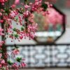 知音紫气东来的头像