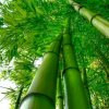 青出于蓝.^O^胜于蓝的头像