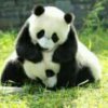 小熊猫的头像
