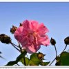 芙蓉花开的头像