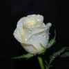 白玫瑰的头像