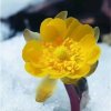 雪莲花的头像