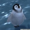 南极企鹅的头像