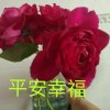 花香的头像