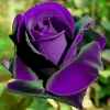 紫玫瑰的头像