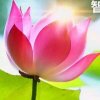 绿树叶（忙碌中）的头像