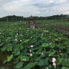 知足常乐（感谢支持感恩陪伴）的头像