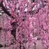 春暖花开的头像