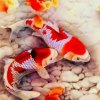 @相逢是缘的头像