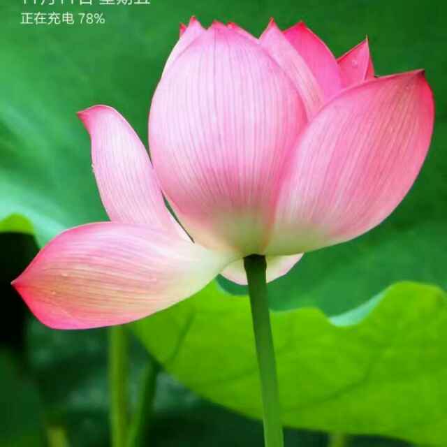 等风等雨我等你原唱是花树，由未来还有梦翻唱(播放:20)
