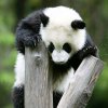 沙漠之风的头像