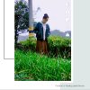 顺其自然的头像
