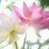 七彩虹的头像