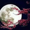 心如明月拒私的头像