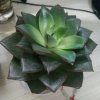芒果湘月月（拒币）的头像