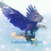 飛鹰集团总创老張的头像