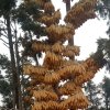 琴的头像