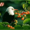 开心的头像