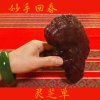 灵芝草的头像