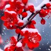 踏雪寻梅的头像