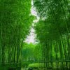 竹林听雨的头像