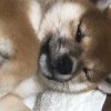 鹏哥的头像