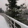 青松的头像