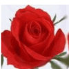 红玫瑰的头像