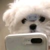 清の茉的头像