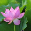 春暖花开的头像