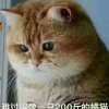 猫的头像