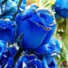 蓝色玫瑰的头像