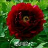 孤独的我的头像