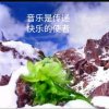 雪莲설련的头像