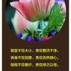 明天会更好的头像
