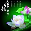 清清荷韵的头像