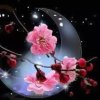 星语心愿的头像