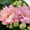 蔷薇花平安的头像