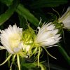 芒果的头像
