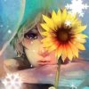 太阳花的头像