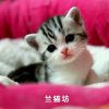 被遗忘的小猫的头像