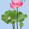 莲花的头像