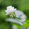 芳菲凉凉的头像