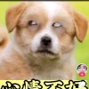 祈祷的头像