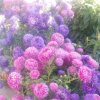 春花秋月的头像