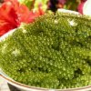鸽子情缘（想唱就唱）的头像