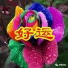 万事随缘的头像